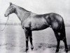 stallion Welsh Abbot xx (Thoroughbred, 1955, from Abernant xx)