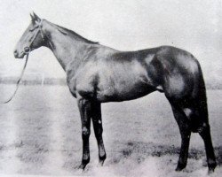 stallion Welsh Abbot xx (Thoroughbred, 1955, from Abernant xx)