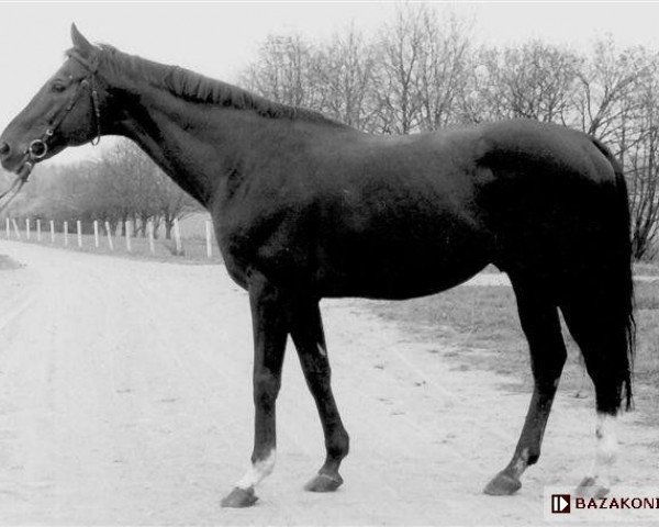 stallion Empik xx (Thoroughbred, 1983, from Parysow xx)