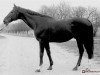 stallion Empik xx (Thoroughbred, 1983, from Parysow xx)