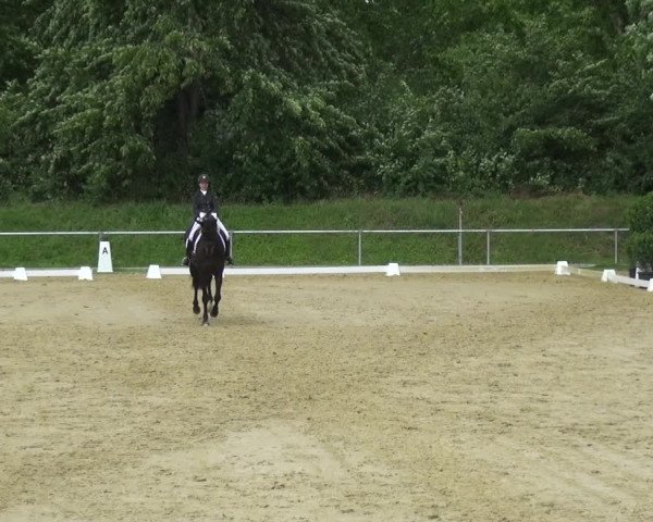 Reitturnier Ladenburg 2018
