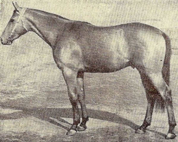 stallion Zenit xx (Thoroughbred, 1967, from Tyrone xx)