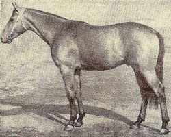 stallion Zenit xx (Thoroughbred, 1967, from Tyrone xx)