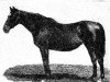 broodmare Rhea Sylvia xx (Thoroughbred, 1892, from Timothy xx)