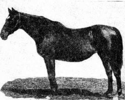 broodmare Rhea Sylvia xx (Thoroughbred, 1892, from Timothy xx)