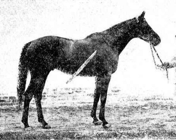 stallion Samarkand xx (Thoroughbred, 1923, from Saigon xx)