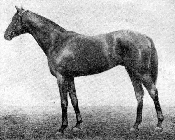 stallion Gassan xx (Thoroughbred, 1929, from Grey Boy xx)