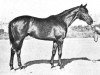 stallion Razmah xx (Thoroughbred, 1954, from Ranshir xx)