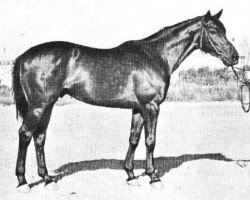 stallion Razmah xx (Thoroughbred, 1954, from Ranshir xx)