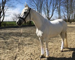 dressage horse Ruby (Oldenburg, 2005, from Rubin Cortes OLD)