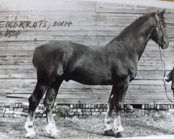 stallion Demokrats (Groningen, 1916, from Benny)