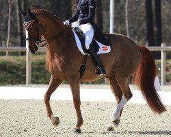 dressage horse Delgado (Westphalian, 2001, from De Niro)