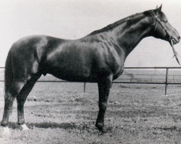 stallion Pastoral (Great Poland (wielkopolska), 1960, from Celsius)