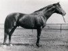 stallion Pastoral (Great Poland (wielkopolska), 1960, from Celsius)
