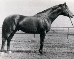 Deckhengst Pastoral (Wielkopolska, 1960, von Celsius)