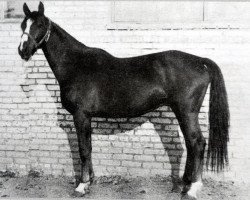 broodmare Letopis (Russian Trakehner, 1973, from Eskadron)