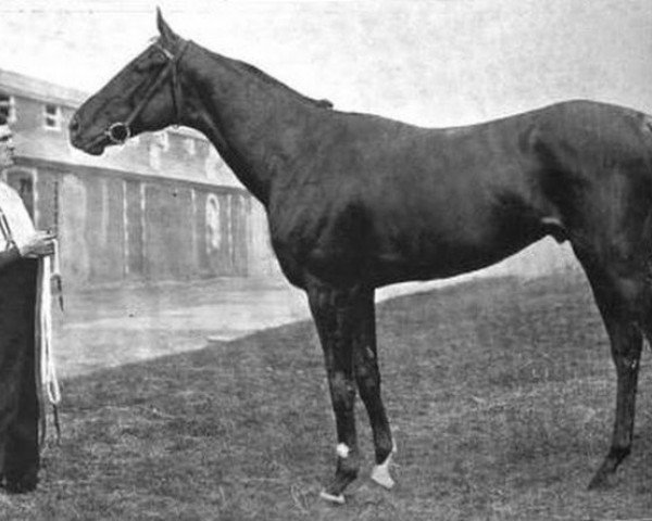 stallion Zinfandel xx (Thoroughbred, 1900, from Persimmon xx)