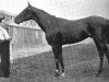 stallion Zinfandel xx (Thoroughbred, 1900, from Persimmon xx)