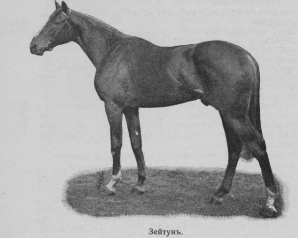 stallion Zejtun xx (Thoroughbred, 1909, from Zinfandel xx)