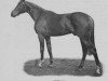 stallion Zejtun xx (Thoroughbred, 1909, from Zinfandel xx)