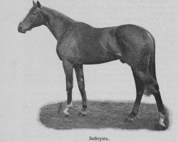 stallion Zejtun xx (Thoroughbred, 1909, from Zinfandel xx)