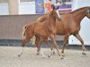 Springpferd Daylight van het Maressahof Z (Zangersheide Reitpferd, 2013, von Diamant de Semilly)