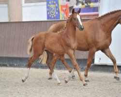 Springpferd Daylight van het Maressahof Z (Zangersheide Reitpferd, 2013, von Diamant de Semilly)