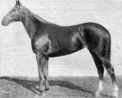 broodmare Gazel xx (Thoroughbred, 1929, from Grey Boy xx)