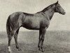 stallion Gibrid xx (Thoroughbred, 1940, from Budynok xx)