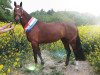 broodmare Gute Mine K (Holsteiner, 2014, from Cassilano)