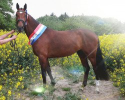 broodmare Gute Mine K (Holsteiner, 2014, from Cassilano)