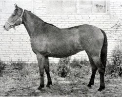 broodmare Lahta (Russian Trakehner, 1978, from Hog)