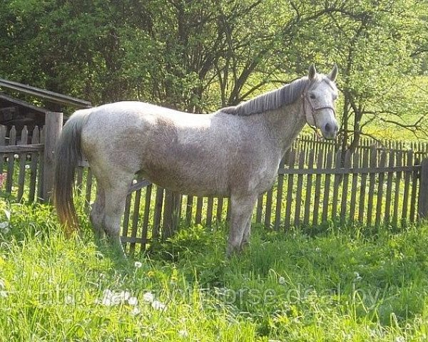 broodmare Limfa (Russian Trakehner, 1989, from Halif ( Chalif 53 ))