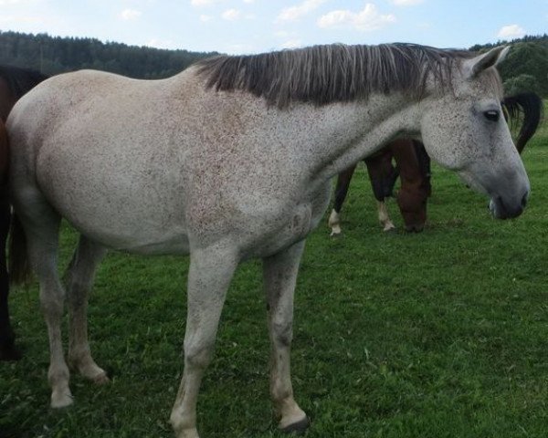 Zuchtstute Liberiya (Russisch Trakehner, 2001, von Ekvator)