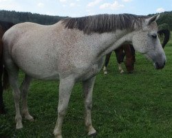 broodmare Liberiya (Russian Trakehner, 2001, from Ekvator)