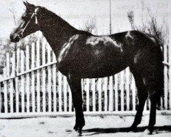 Zuchtstute Estetika (Russisch Trakehner, 1955, von Einhard II)