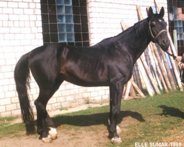 stallion Ekvator (Russian Trakehner, 1976, from Ostrjak 9)