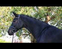 dressage horse Said 14 (Westphalian, 2006, from Sandro Hit)