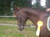 broodmare Anjy 2 (German Riding Pony, 2006, from Folklore)