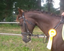 broodmare Anjy 2 (German Riding Pony, 2006, from Folklore)