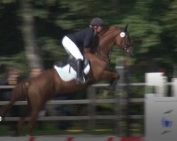 jumper Lightstream (Trakehner, 2009, from Starway)