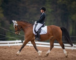 dressage horse Nathan 222 (Freiberger, 2006, from Nickel)