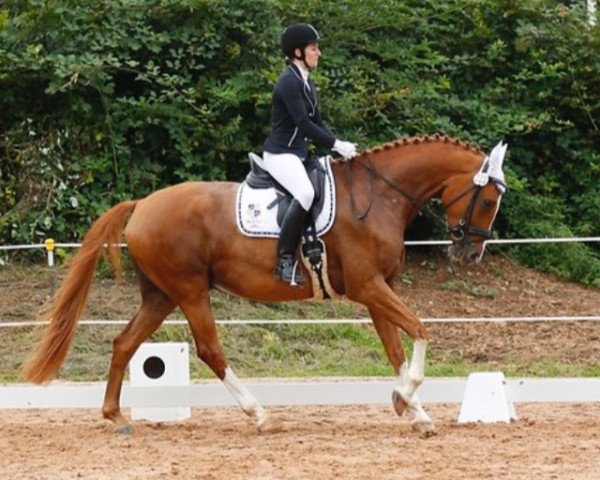 dressage horse Cosmopolitan 48 (Trakehner, 2011, from Donaudichter)