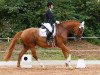 dressage horse Cosmopolitan 48 (Trakehner, 2011, from Donaudichter)