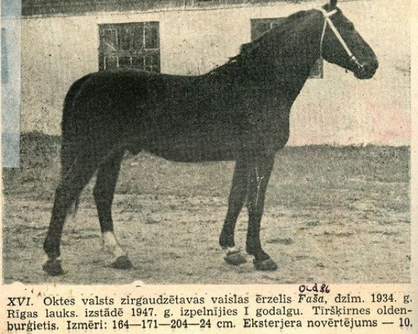 stallion Faša (Latvian Warmblood, 1934, from Siego)
