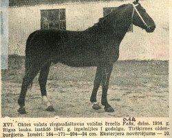 Deckhengst Faša (Lettisches Warmblut, 1934, von Siego)