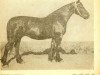 broodmare Skuja (Latvian Warmblood, 1942, from Spekonis)