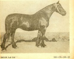 broodmare Skuja (Latvian Warmblood, 1942, from Spekonis)