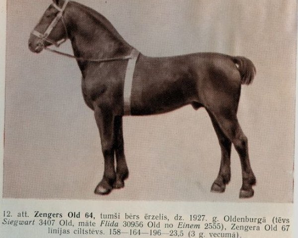 Deckhengst Zengers (Oldenburger, 1927, von Siegwart 3407)