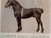 stallion Zengers (Oldenburg, 1927, from Siegwart 3407)